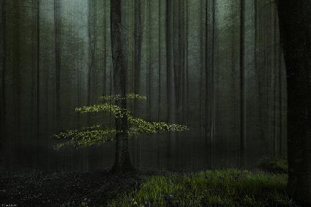 A tree in a forest