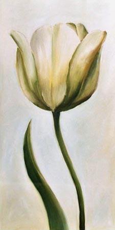 Tulipán blanco 1
