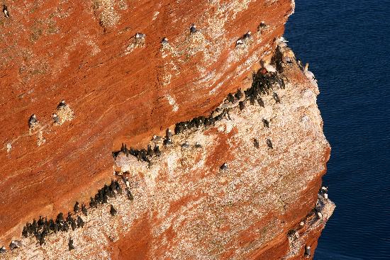 Helgoland - Roter Felsen - Lummenfelsen de Ingo Wagner