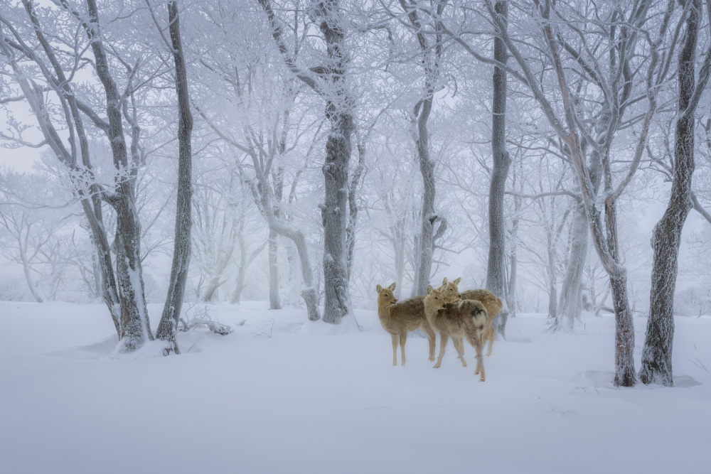 Deers Walk in Snow de Irene Wu