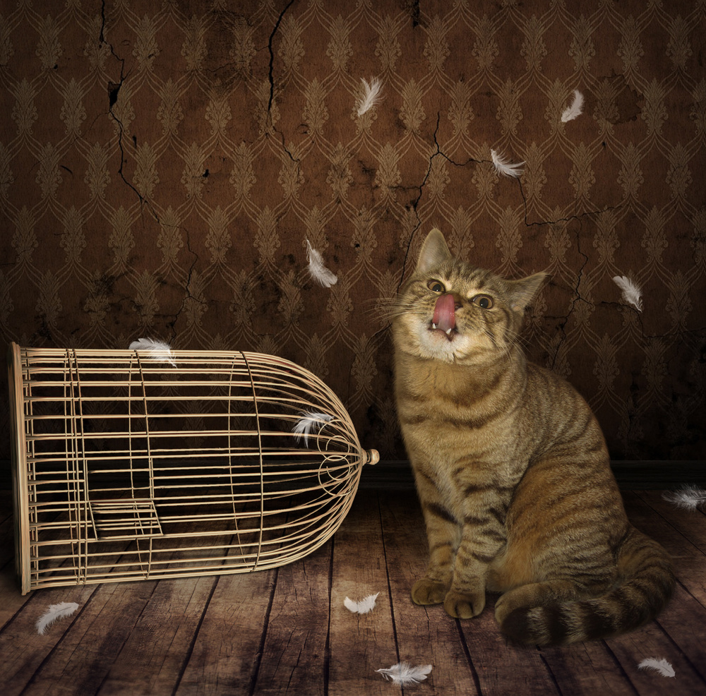 Cat and Bird ... de Iryna Kuznetsova (Iridi)