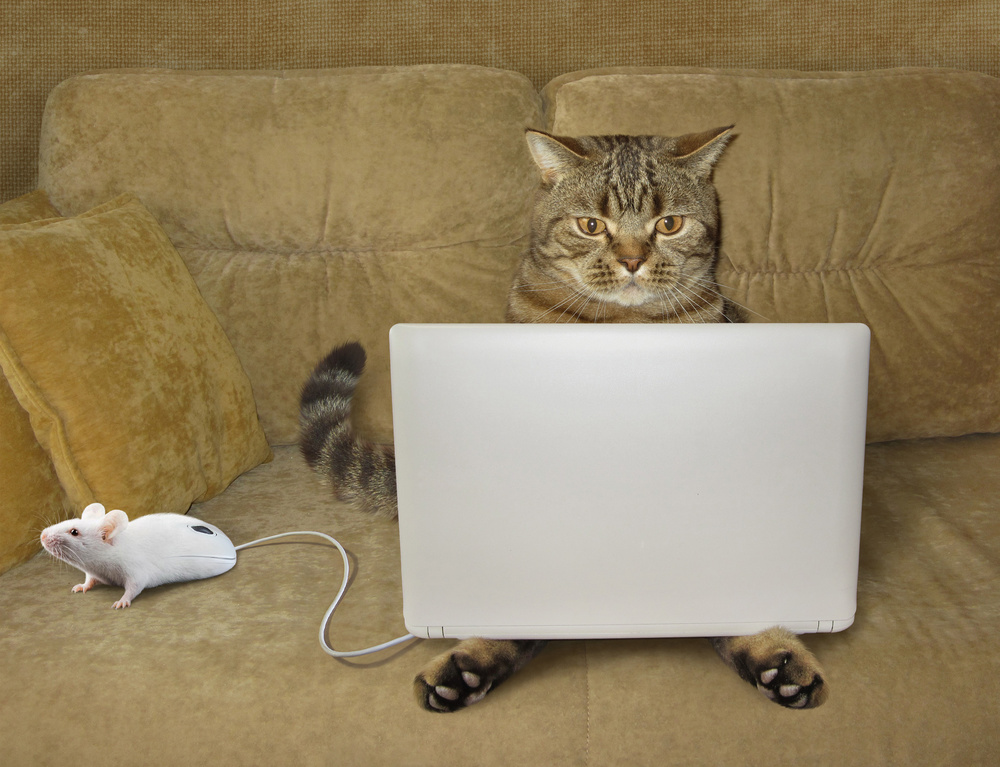 Cat-hacker... de Iryna Kuznetsova (Iridi)