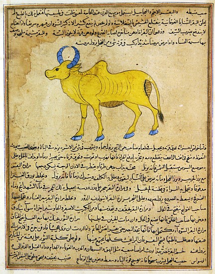 Ms E-7 fol.181b Zebu, illustration from ''The Wonders of the Creation and the Curiosities of Existen de Islamic School