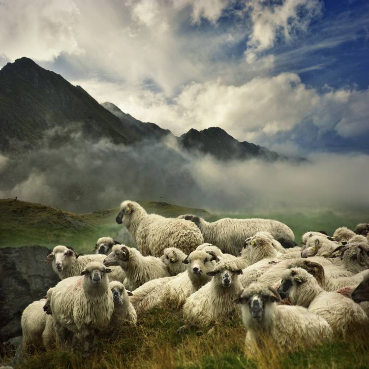 The Silence of the Lambs de Istvan Kadar