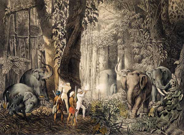 At the elephant hunting. de István Nagy