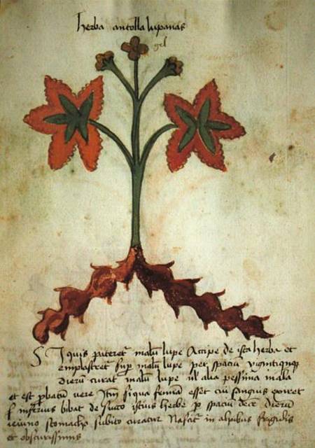 Ms 320 M Fol.13r Herba Antollas Lupanas, from 'Liber Herbarius una cum rationibus conficiendi medica de Scuola pittorica italiana