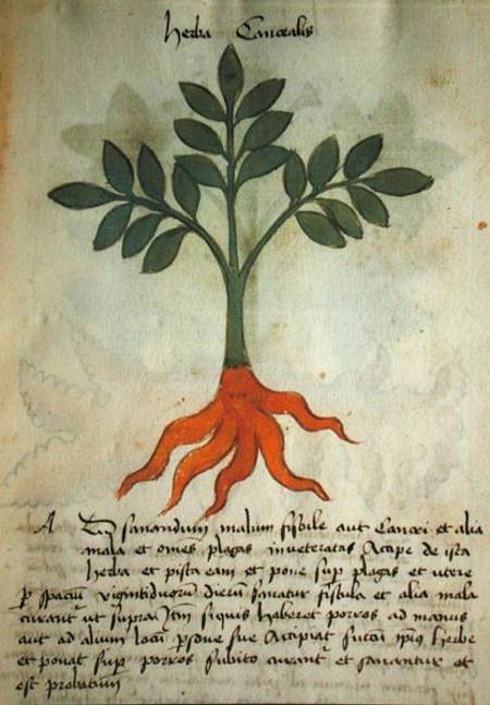Ms 320 M fol.14r Herba Cancealis, from 'Liber Herbarius una cum rationibus conficiendi medicamenta' de Scuola pittorica italiana