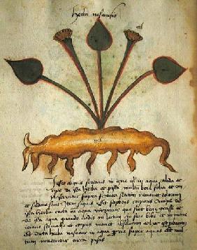 Ms 320 M Fol.29v Herba Nastrusio, from 'Liber Herbarius una cum rationibus conficiendi medicamenta'