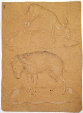 Study of a goat and a boar