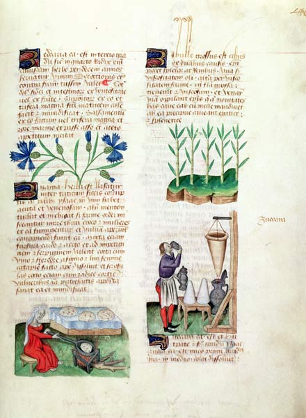 Ms Lat 993 L.9.28 Fol.142r Cornflowers, making pancakes, sugar cane and making sugar syrup, from 'Tr de Italian School, (15th century)