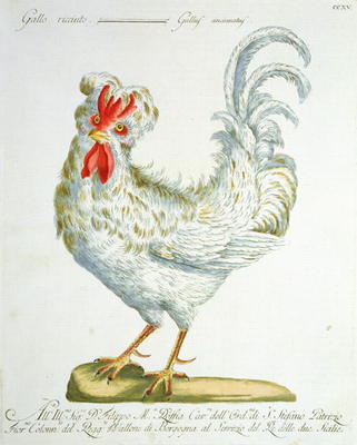 Curly-Haired Cockerel, c.1767-76 (hand coloured engraving) de Italian School, (18th century)