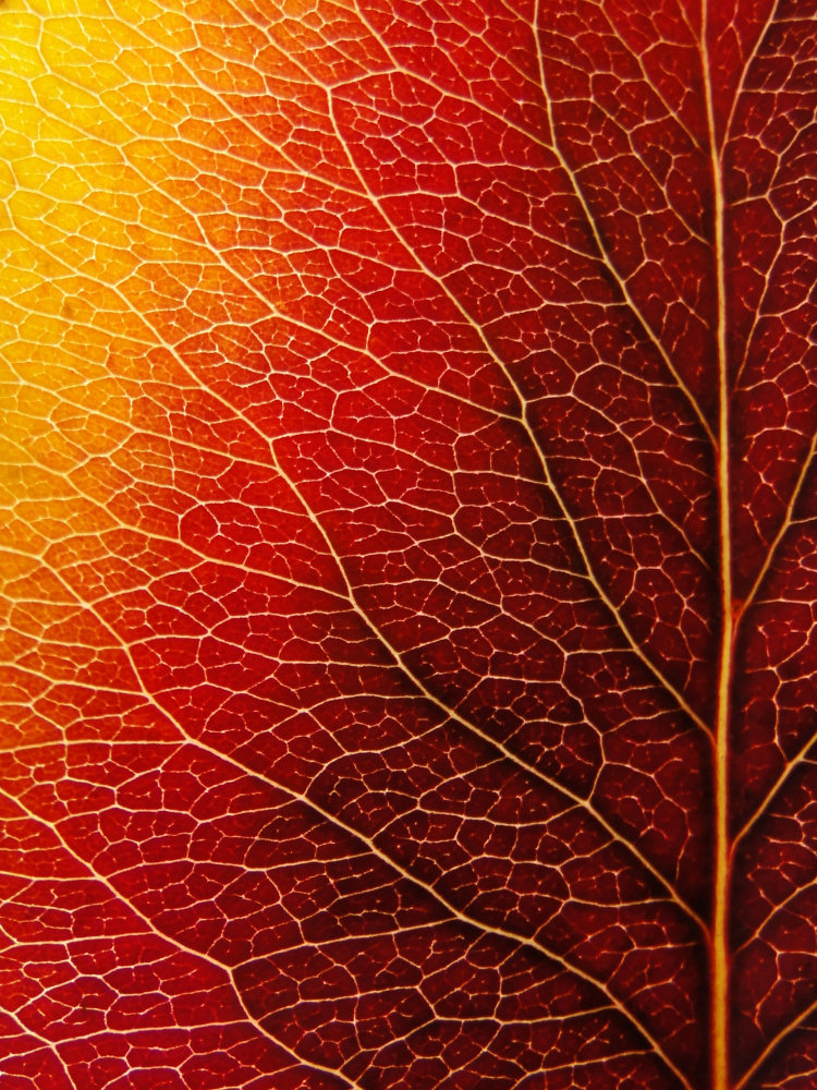 Autumn Leaf de Ivan Lesica