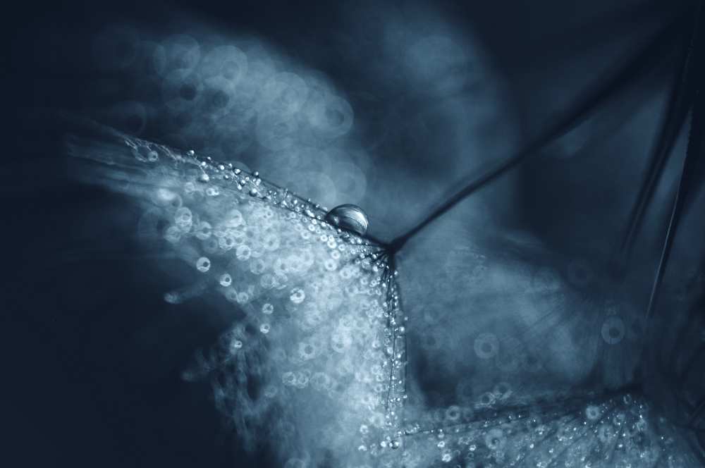 Blue dandelions de Ivelina Blagoeva