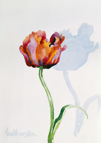Tulip de Izabella  Godlewska de Aranda