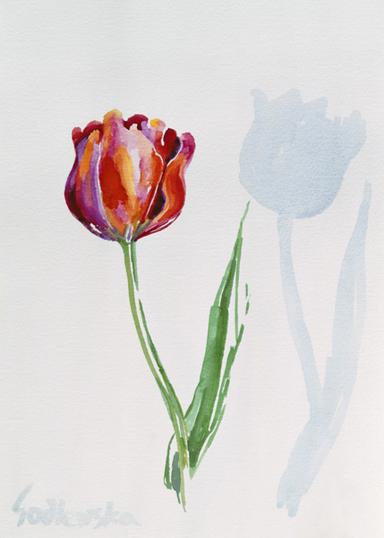 Tulip de Izabella  Godlewska de Aranda