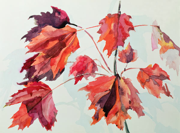 No.24 Autumn Maple Leaves (w/c)  de Izabella  Godlewska de Aranda