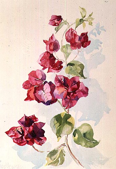 No.2 Bougainvillea Red (w/c)  de Izabella  Godlewska de Aranda