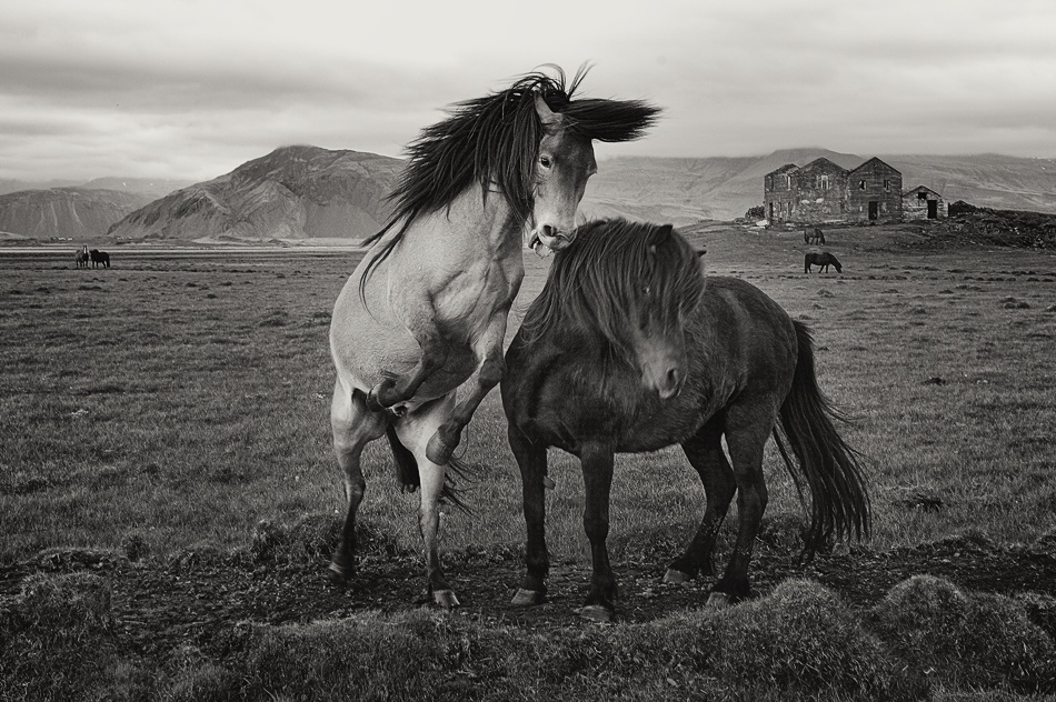 Wild horses de Izidor Gasperlin