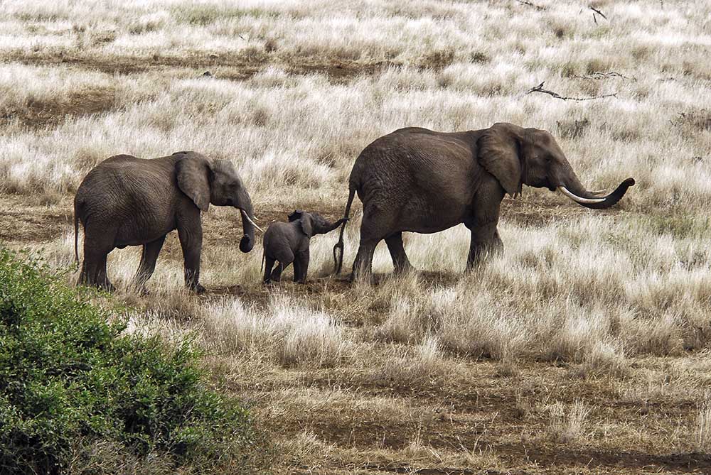 Elephant Family, Tanzania de Izonevision/Robert D Abramson