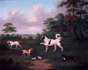 Sporting dogs in a landscape