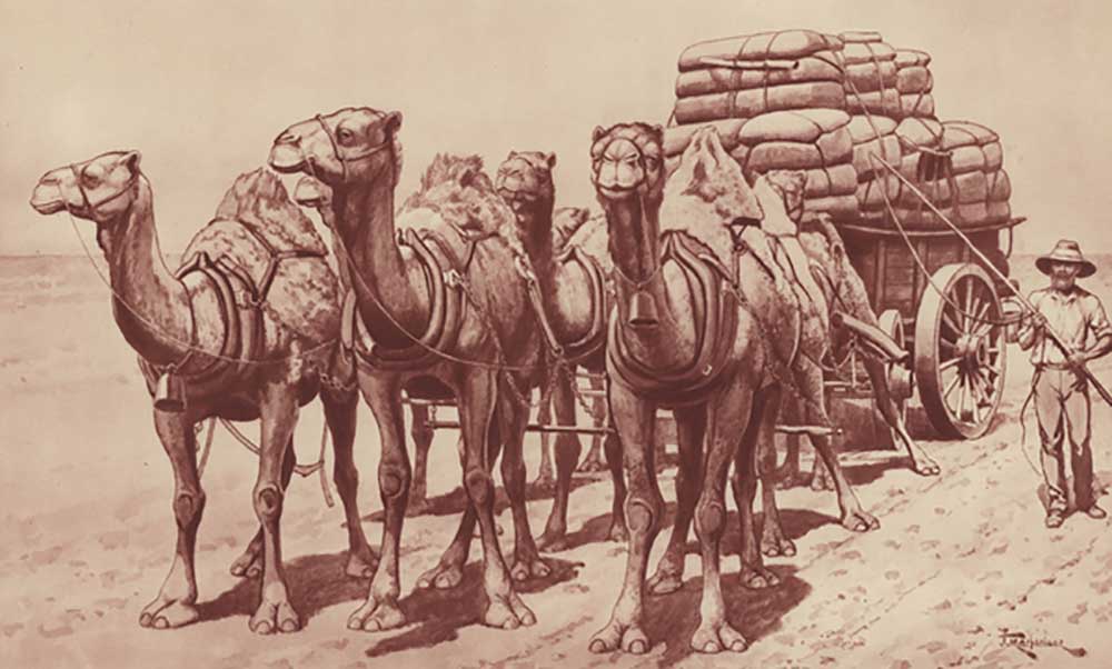 Camel train in Australia de J. Macfarlane