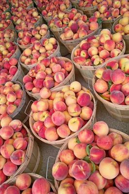 Bushels of Fresh Peaches de Jack Kunnen