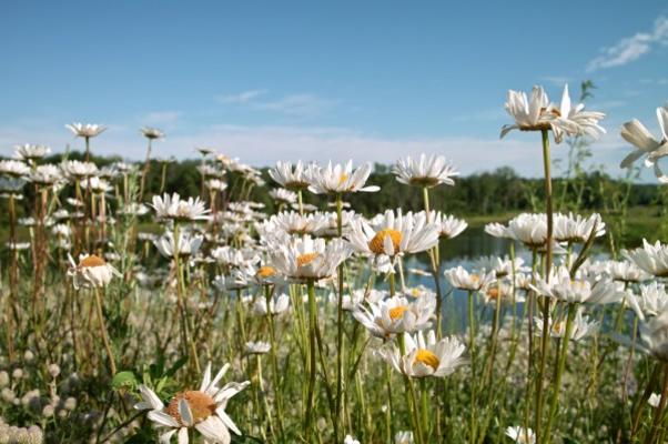 Wild Flowers and Pond de Jack Kunnen