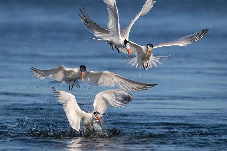 Terns Hunting Fish