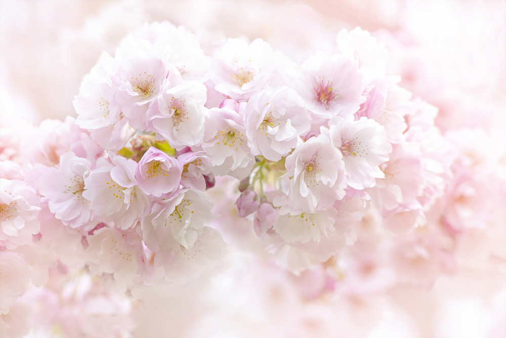 Spring Blossom de Jacky Parker