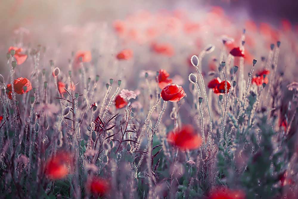 Poppy Meadow de Jacky Parker