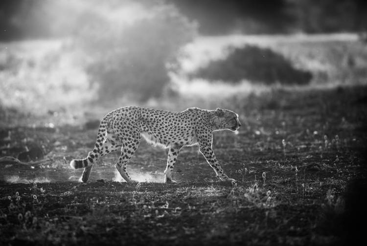 Backlit Cheetah de Jaco Marx
