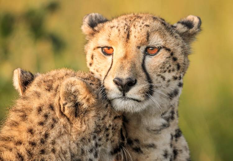 Cheetah eyes de Jaco Marx