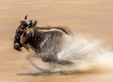 SLOW SHUTTER WILDEBEEST