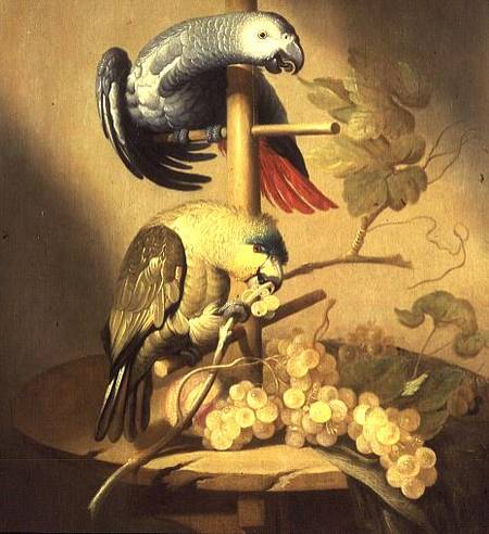 An African Grey and an Orange Winged Amazon Parrot on a Perch with Grapes de Jacob Fransz van der Merck