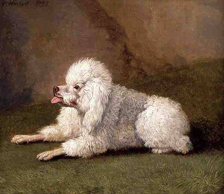 A Belgian Poodle de Jacob Philipp Hackert