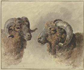 Two sheep