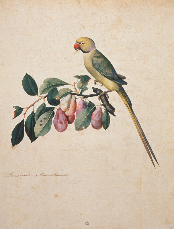 Prunus domestica, e Psittacus Alexan– dri de Jacopo Ligozzi
