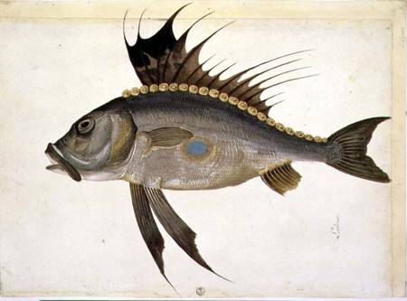Fish de Jacopo Ligozzi