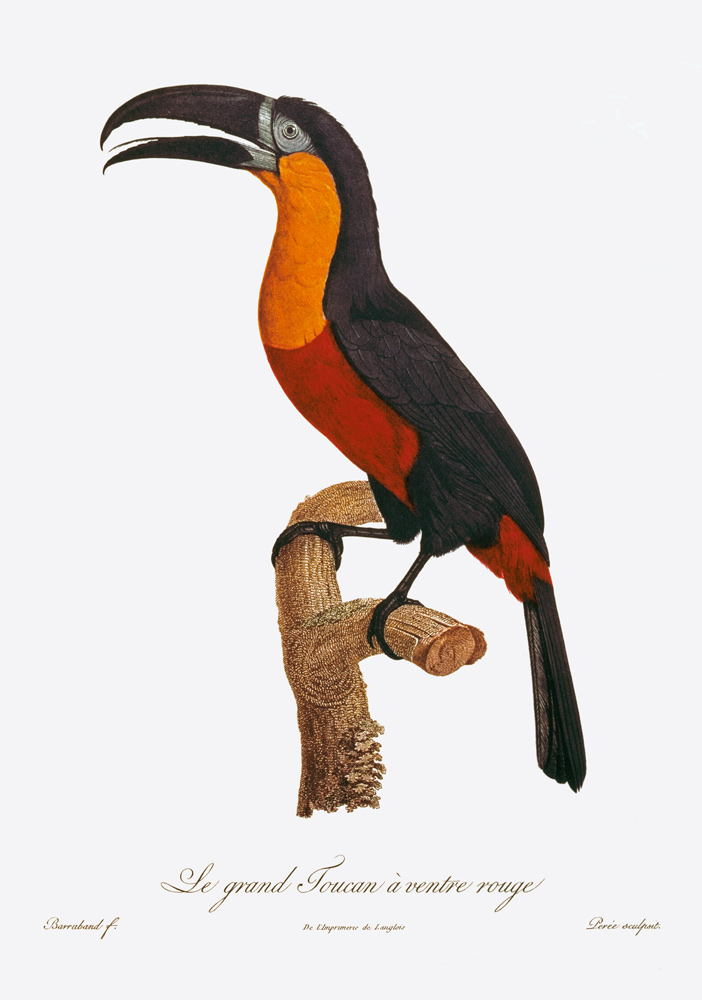 Toucan: Great Red-Bellied by Jacques Barraband de Jacques Barraband