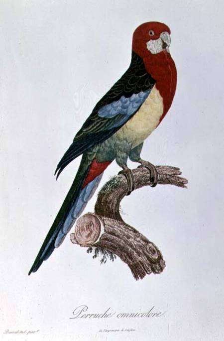 Omnicoloured Parakeet de Jacques Barraband