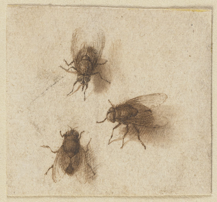Three flies de Jacques de Gheyn II