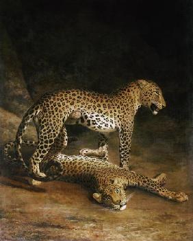 Two Leopards Lying In The Exeter Exchange