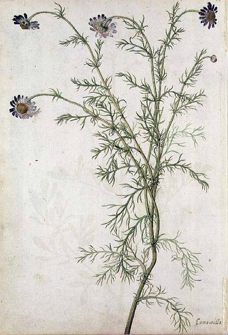 Chamaemelum nobile Allioni de Jacques Le Moyne