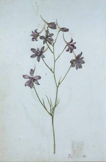 Delphinium ajacis de Jacques Le Moyne