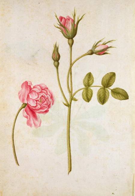 Pink Rose de Jacques Le Moyne