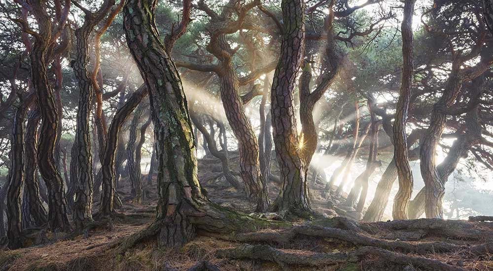 Sacred Pine Trees de Jaeyoun Ryu