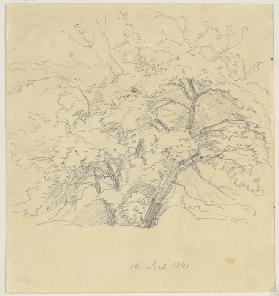 Tree (fragment)