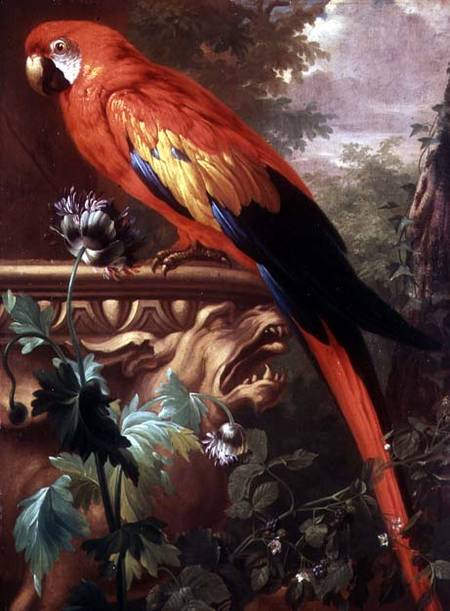 Scarlet Macaw in a Landscape de Jakob Bogdani or Bogdany