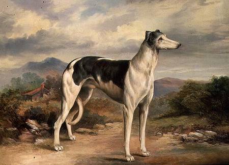 A Greyhound in a hilly landscape de James Beard