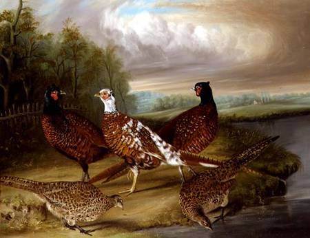 Pheasants by the River Wensum, Norfolk de James Blazeby